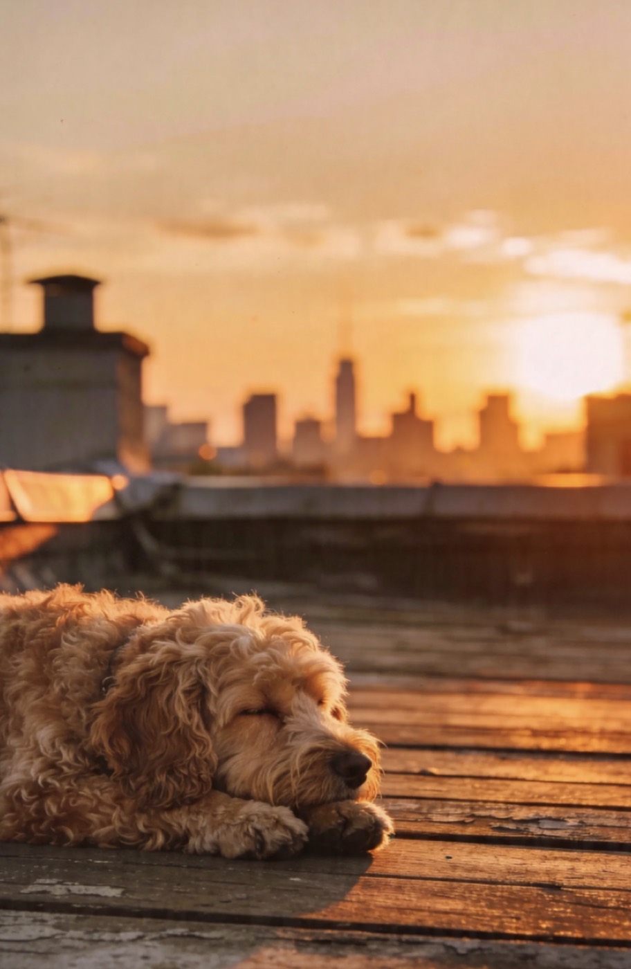 A dog relaxing on a rooftop above the city skyline at golden hour
