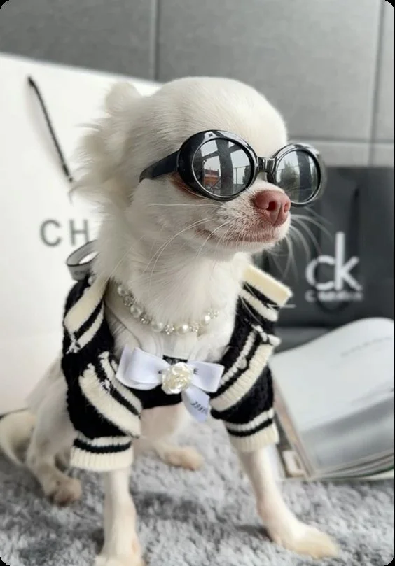 A little dog dressed for a big day out