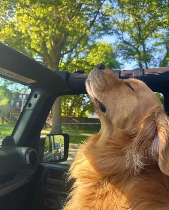 A dog ready for the next road trip