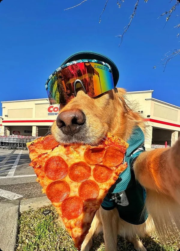 A golden dog wearing ski goggles and a pizza bandana