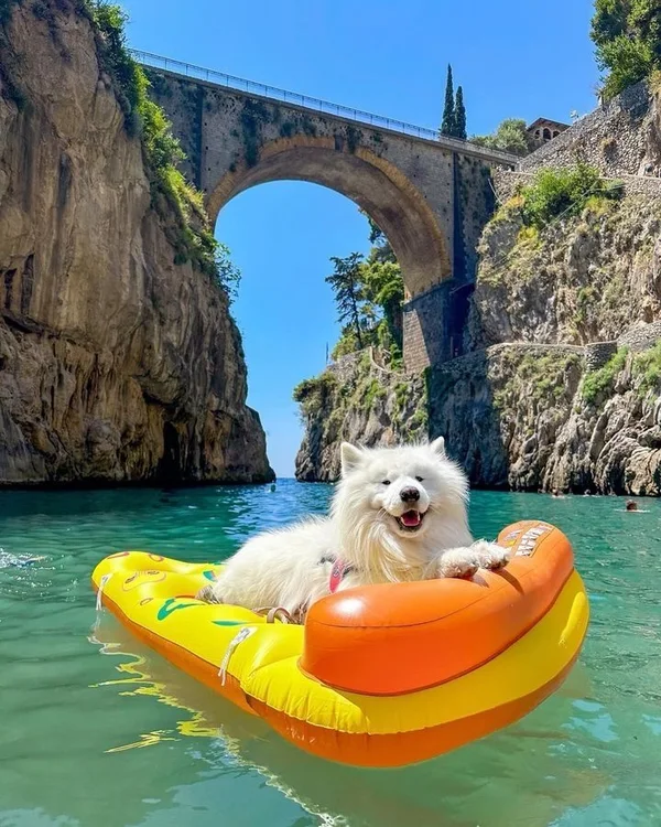 A dog enjoying a sunny day on the water
